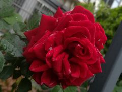 -菊花台公园