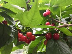 -樱桃山旅游景区