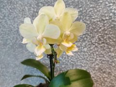 -MQ COFFEE STAND明谦(新洲店)