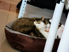 -宠爱国际动物医院· 猫科· 外科·中兽医(长白店)