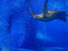 -太平洋海底世界