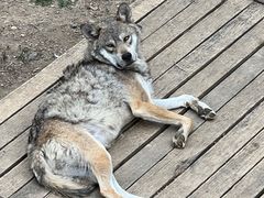 -大连森林动物园