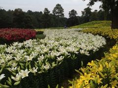 石象湖-保利石象湖景区