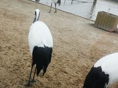 -盐城丹顶鹤湿地生态旅游区