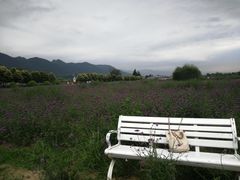 -曲江薰衣草庄园