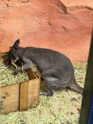 -Zoolung Zoolung动物主题公园(海信广场店)