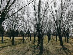 -洨河生态公园