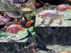 -太平洋海底世界