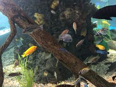 -瑞普利水族馆