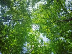 -桤木河湿地公园