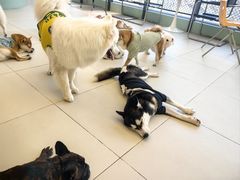 -怪兽屋·羊驼·猫咖·狗咖(俊华广场店)