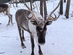 -北极村旅游风景区