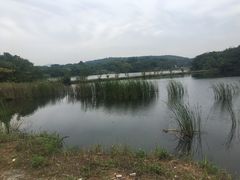 -大塘金香草谷