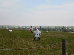 -盐城丹顶鹤湿地生态旅游区