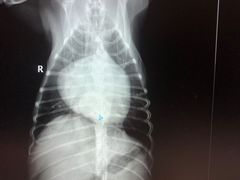 -北京派仕佳德动物医院·超导核磁·CT·神经科·骨科·内外科·急重症管理中心