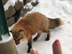 -宫城藏王狐狸村