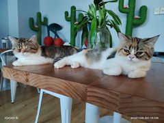 -Cappucimeow猫咪咖啡馆(韦伯时代店)