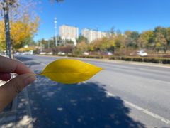 -大兴滨河森林公园