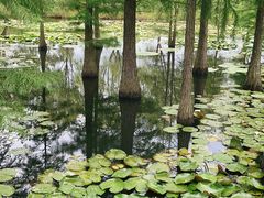 -池杉湖湿地公园