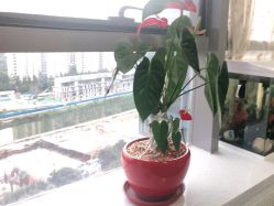 -ONE·男士国潮·美式渐变·理发馆·BARBER SHOP