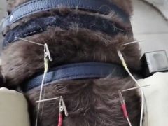 -关爱动物医院·心脏·中兽医·异宠(金牛路分院)