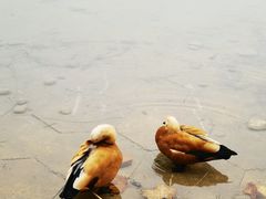 -河北省园博园