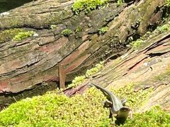 -三千院