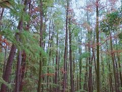 -上海共青森林公园