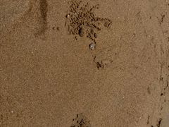 -日照海滨国家森林公园