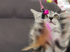 -lincat·猫舍(广州店)