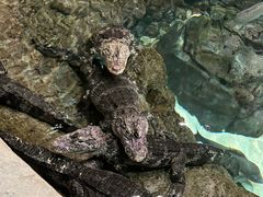 -上海海洋水族馆