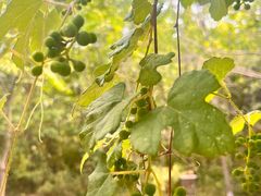 -盘龙城国家考古遗址公园