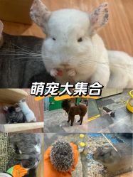 -神奇动物撸宠馆·羊驼·小浣熊·异宠(豫园店)
