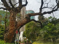 -九龙公园
