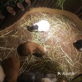 放电好去处 || 藦茜花园宠物主题体验馆
