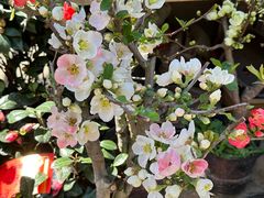 -梅陇花鸟市场-停车场