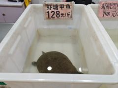 德清莫干湖虾塘甲鱼-德清诚信农产品莫干湖甲鱼直销店