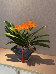 -漂亮妈妈通乳·塑形·产后恢复(奥体店)