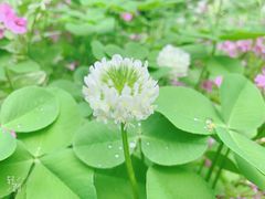 -合肥滨湖国家森林公园