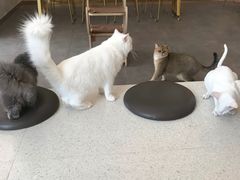 -飞行喵MR PILOT|猫舍·猫咖(静安大融城店)