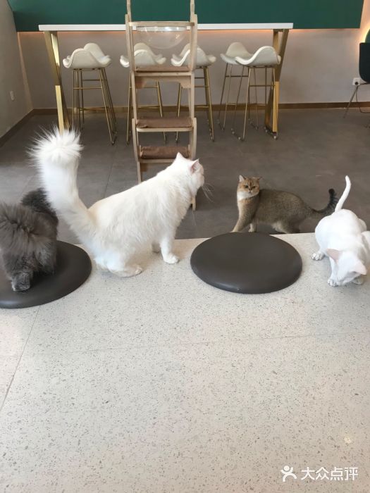 飞行喵MR PILOT|猫舍·猫咖(静安大融城店)图片