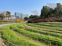 -春花秋色城市公园