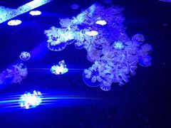 -瑞普利水族馆
