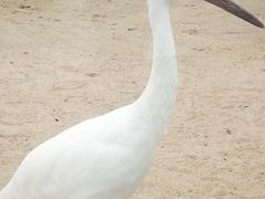 -盐城丹顶鹤湿地生态旅游区