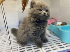 -lincat·猫舍(广州店)