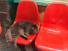 -猫咪博物馆(顶澳仔猫街店)