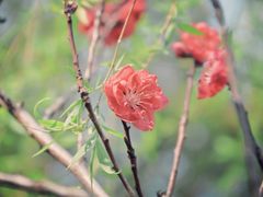 -南汇桃花村