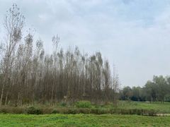 -白鹭湾湿地公园