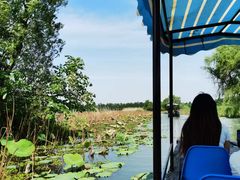 -洪湖生态旅游区