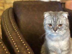 -猫咪咖啡店(新城大街店)